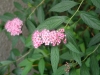 dscf1863.jpg