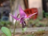dscf2717.jpg