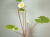 dscf2743.jpg