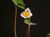 dscf2764.jpg