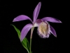 dscf2922-1.jpg