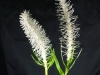dscf2948.jpg