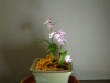 dscf3018.jpg