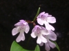 dscf3029.jpg