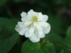 dscf3104.jpg