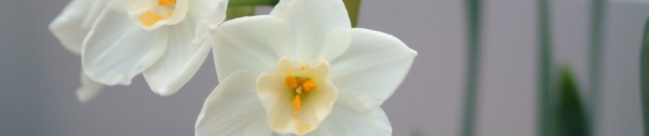 千福寺ホームページ　～りんどうホール～